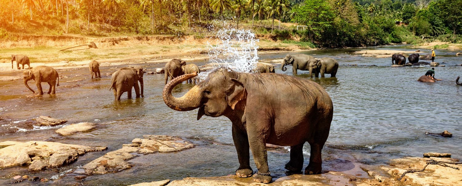 סליידר טיול בסרי לנקה בעקבות הפילים המקדשים ומטעי התה