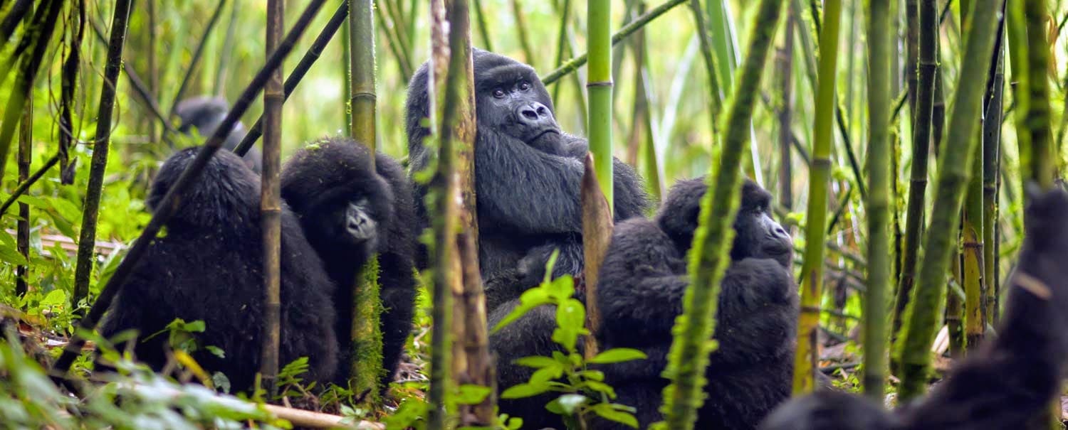 סליידר טיול לאוגנדה בין קופי האדם והשמורות הפראיות
