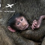 גור קופים בחיק אימו בשמורות טנזניה
