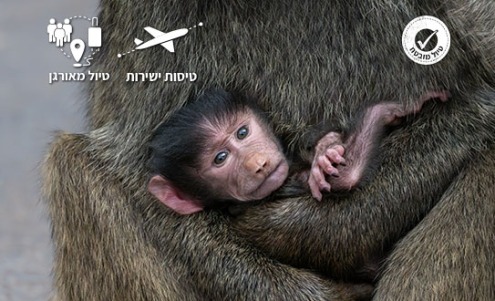 גור קופים בחיק אימו בשמורות טנזניה