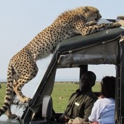 ספארי בטנזניה