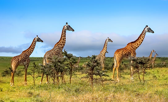 SERENGETI מיי טריפ - טיול ספארי בטנזניה