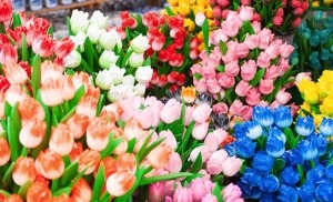 שוק הפרחים אמסטרדם