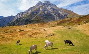 עדר פרות באחו בקולשין מונטנגרו