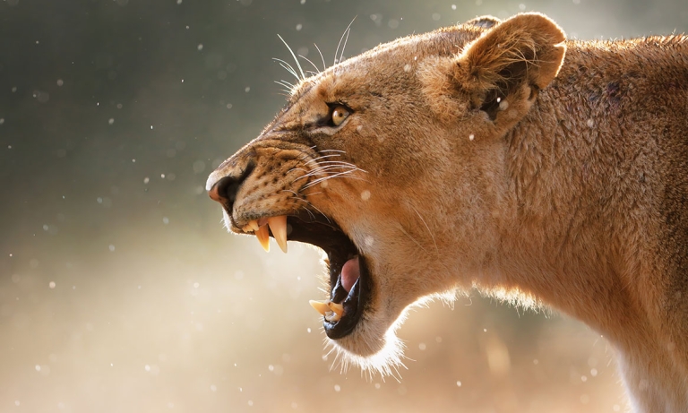 KRUGER-NP-SOUTH-AFRICA