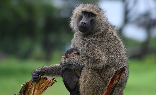 MANYARA-LAKE-TANZNIA טיול לטנזניה