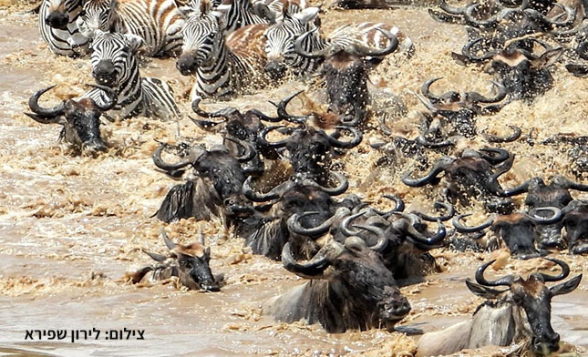 MIGRATION-TANZANIA ספארי בטנזניה בנדידה הגדולה