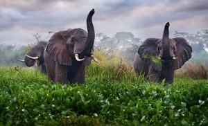 פילים בשמורת מורצ'יסון
