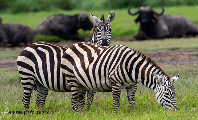 NGORONGORO-ZEBRA