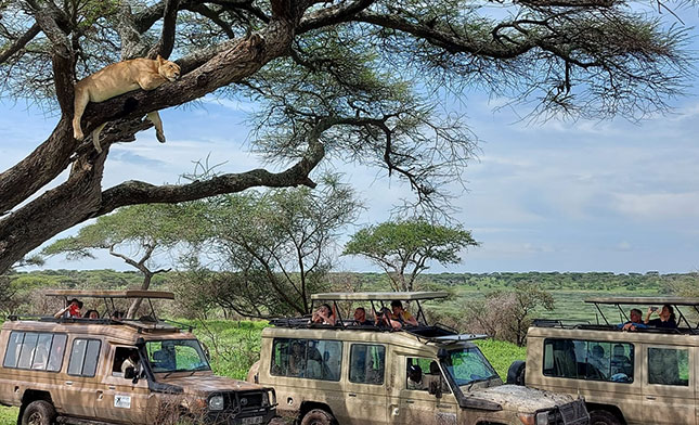 SERENGETI-TANZANIA סרנגטי טנזניה