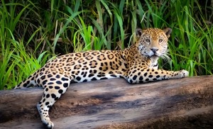 יגואר נח על גזע עץ בג'ונגל אמזונס בפרו