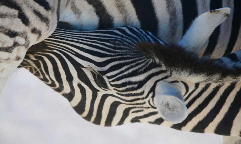 ZEBRA-CALF-EATING-TANZANIA