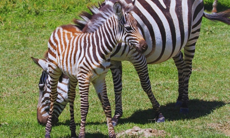 ZEBRA-CALF-NGORONGORO-TANZANIA