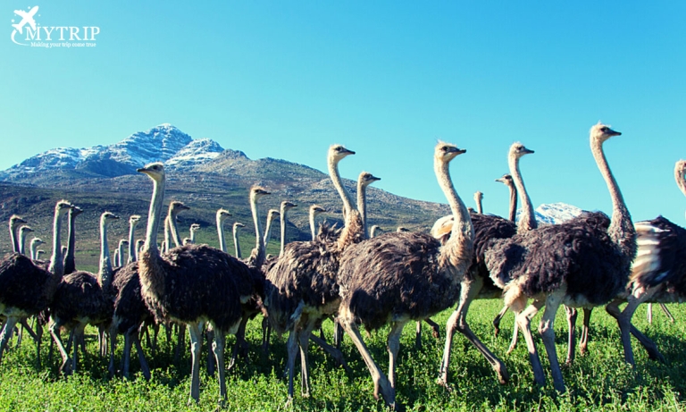 south-africa-OUDTSHOORN