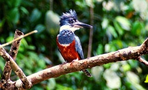 ציפור שיר בשמורת טרטוגרו בקוסטה ריקה