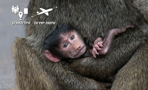 קוף בחיק אימו בשמורות טנזניה