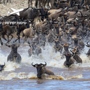 עדר גנו חוצה את נהר המארה