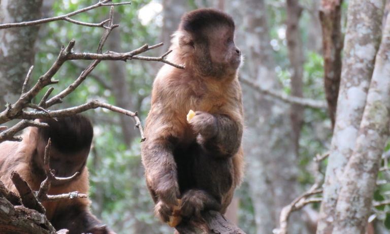 פארק-הקופים-SOUTH-AFRICA