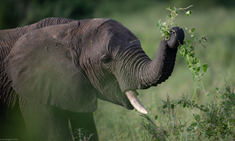 TARANGIRE NP TANZANIA