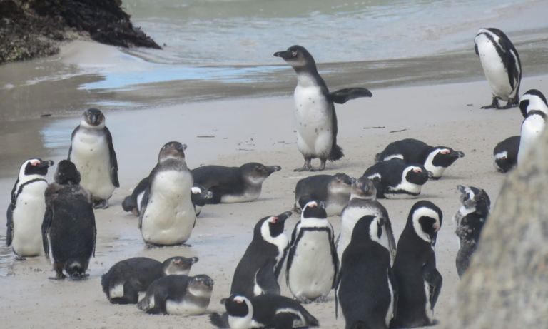 פינגווינים-SOUTH-AFRICA