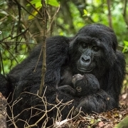 טיול לאוגנדה ורואנדה. בתמונה: גורילה
