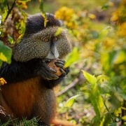 ספארי ברואנדה