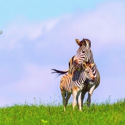 טיול לטנזניה