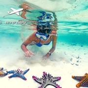 כוכבי ים בזנזיבר