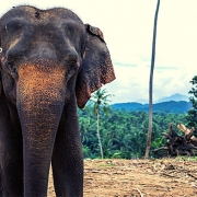 טיול לסרי לנקה