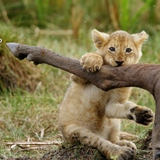 גור אריות אוכל פגר של אנטילופה בשמורות טנזניה