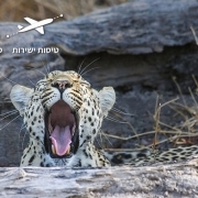 טיול ספארי מאורגן לטנזניה. בתמונה: נמר צעיר