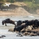 גנו חוצה את נהר המארה בקניה