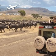 ג'יפ בסוואנה בנגורונגורו טנזניה