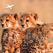 ספארי בטנזניה