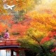 אישה בלבוש מסורתי הולכת על גשר ביפן בעונת השלכת