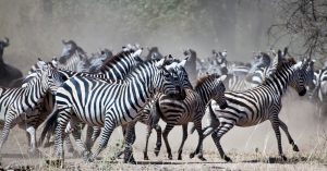 shutterstock_115793827-Serengeti National Park, Tanzania.