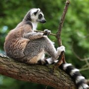 טיול לדרום מדגסקר