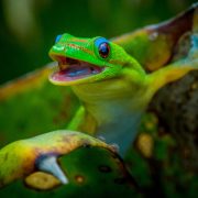 טיול למדגסקר - אפריקה