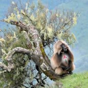 טיול לאתיופיה