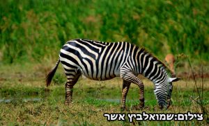 טיול-לטנזניה---למיי-טריפ-1