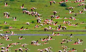 ngorongoro