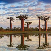 עצי באובב במדגסקר