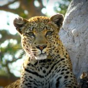 טיול לבוצואנה