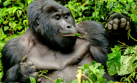 Bwindi-Forest-National-Park-uganda