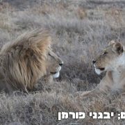 ספארי בטנזניה אפריקה