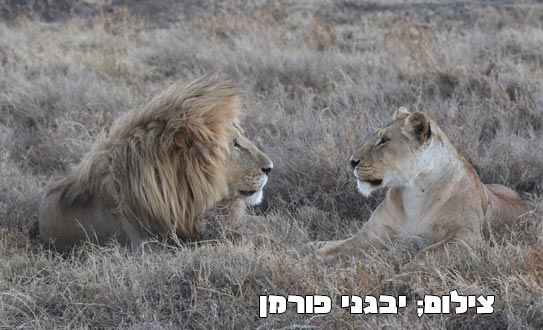 טנזניה-סאפרי-1 ספארי בטנזניה אפריקה