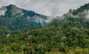manu-national-park-peru
