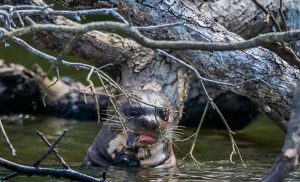 peruvian-Amazon-jungle-at-Madre-de-Dio