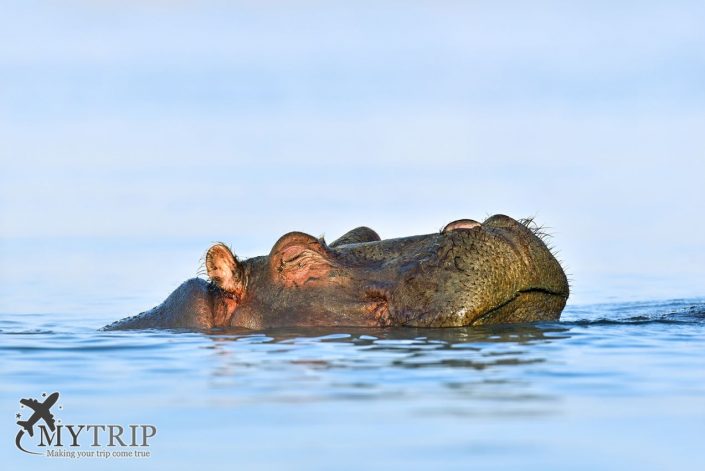 Hippopotamus Masai Mara קניה