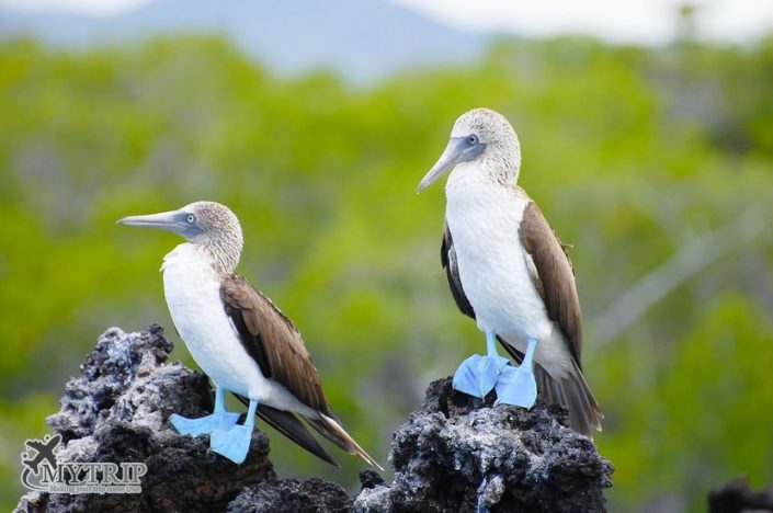 חיות נדירות באיי גלפגוס